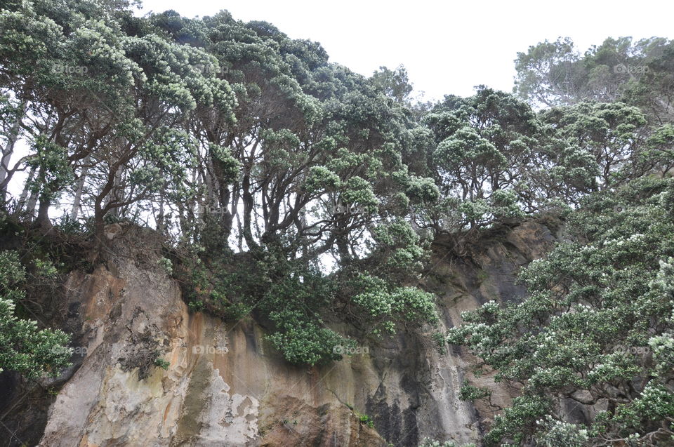 forest growing on a rock