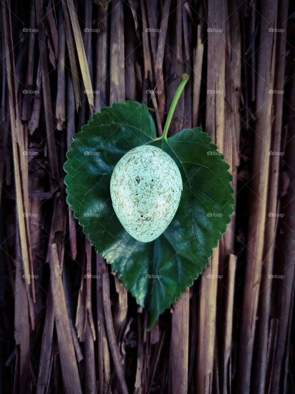 A vertical shot of a blue egg on a green leaf against a wooden background