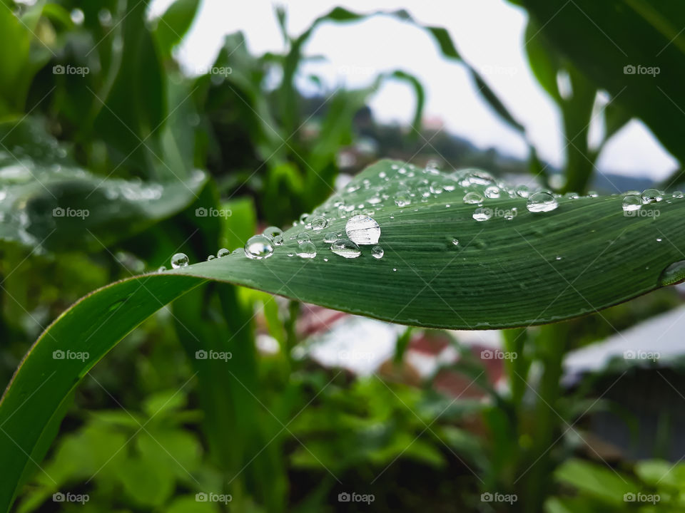 We all should be thankful to the green plants for providing us oxygen to survive. The process of photosynthesis explains it all.