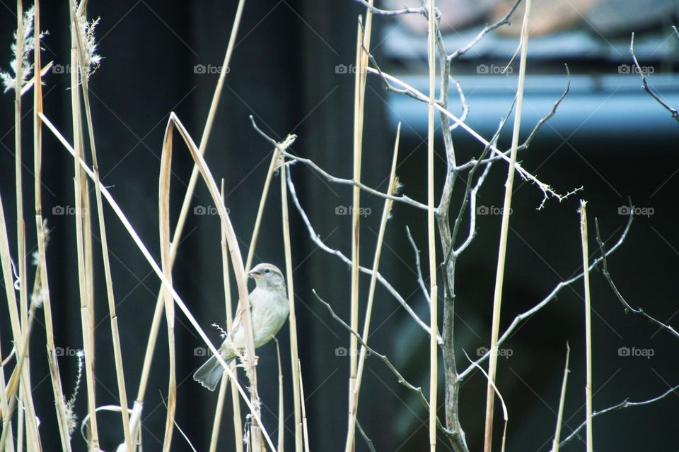 A sparrows sit in the reeds and get twigs to build their nests