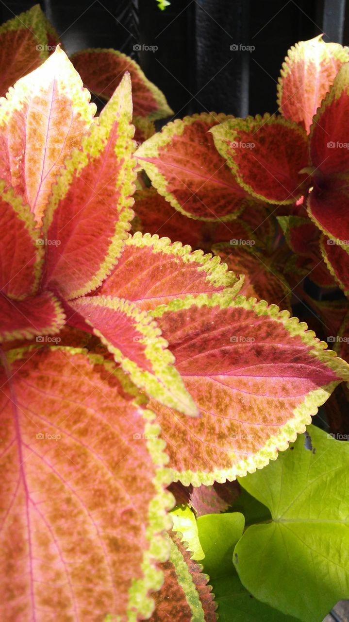 Leaf, Nature, Flora, No Person, Bright