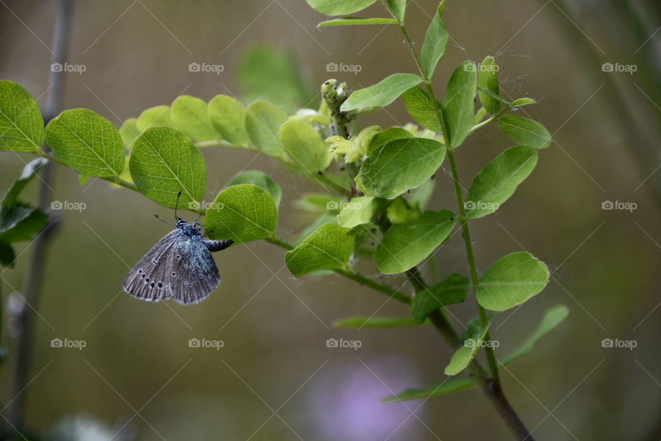 Mariposa
 Butterfly