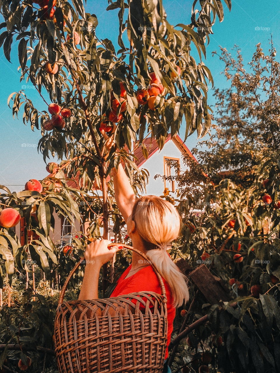 woman girl picking fresh peach from tree