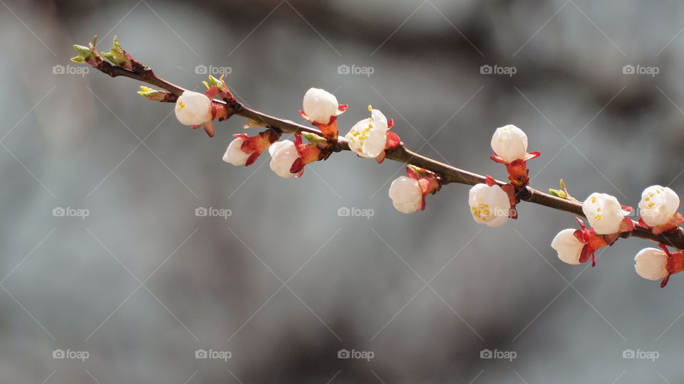 Winter, Nature, No Person, Branch, Flower