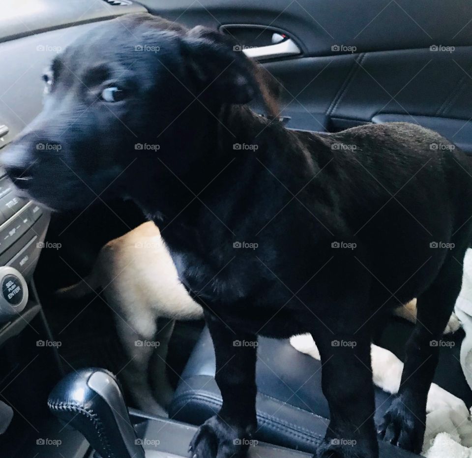 Silly black puppy from the woods of South Georgia just found out his new owner has a cat! 