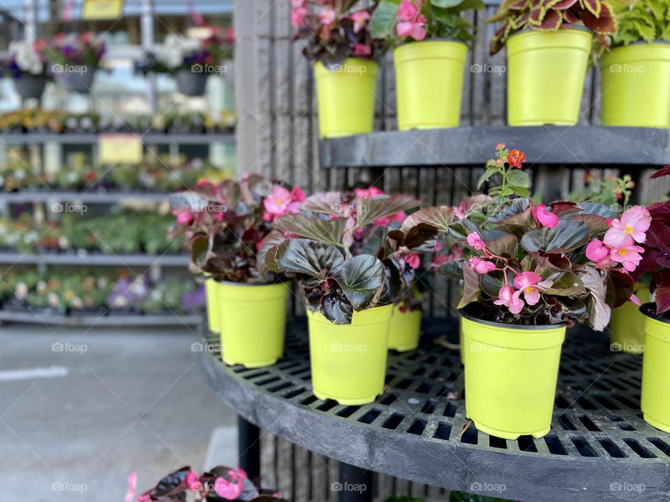 Blooming begonia in the green pots