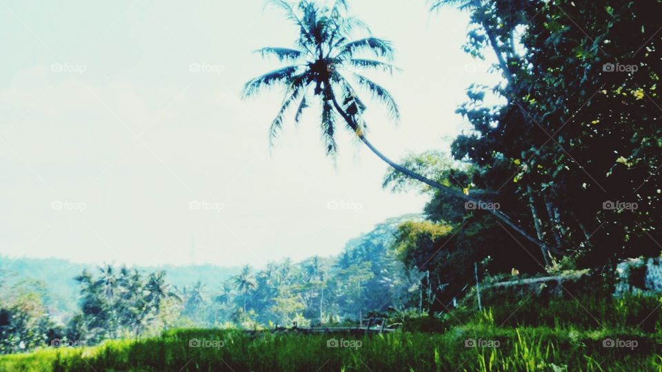 views of rice fields and surroundings