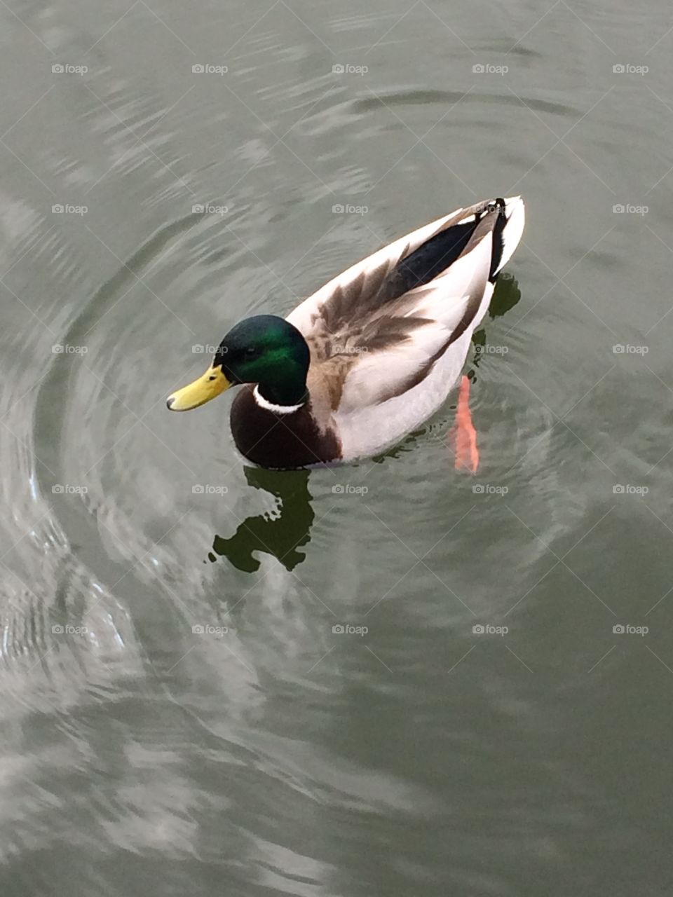 Duck with emerald green head swimming in river