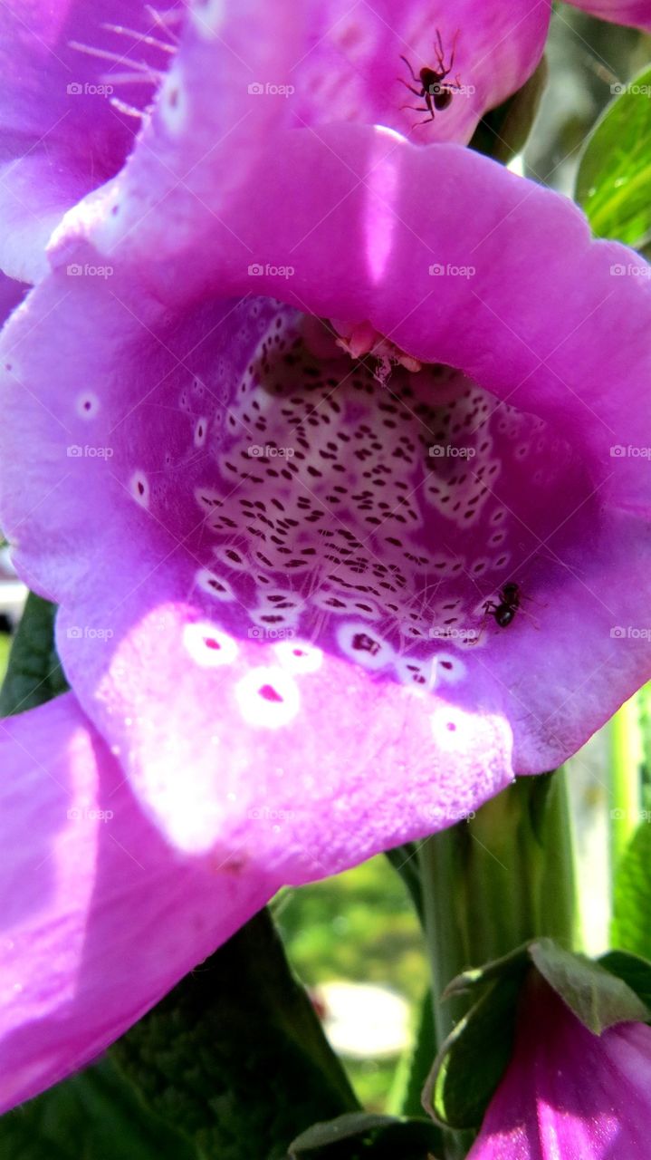 digitalis