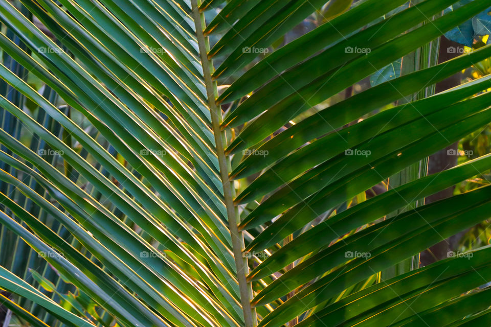 Golden Palm Leaves