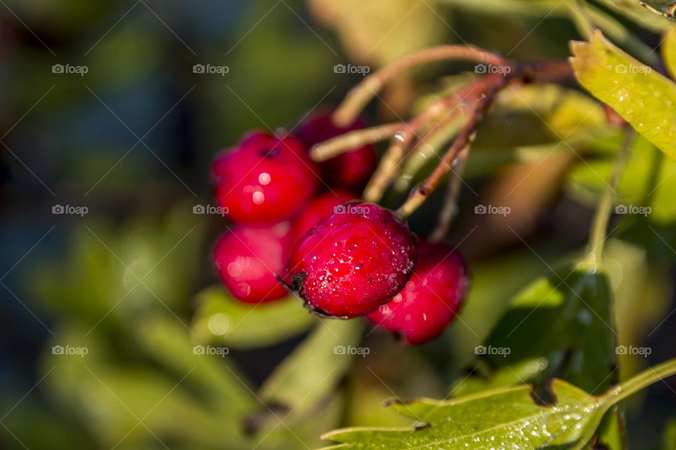 Hawthorn berries covered with dew.