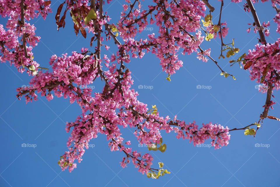 Spring#nature#blossom