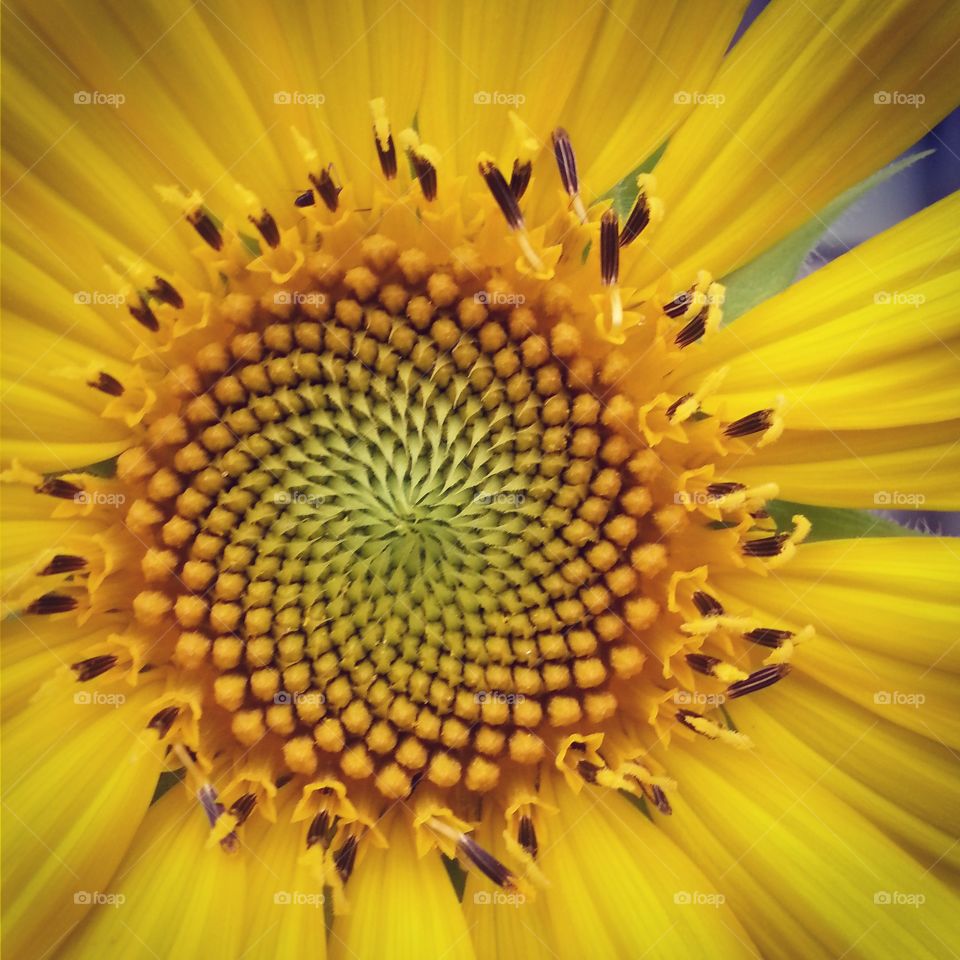 Wild sunflower. Wild sunflower macro from our garden