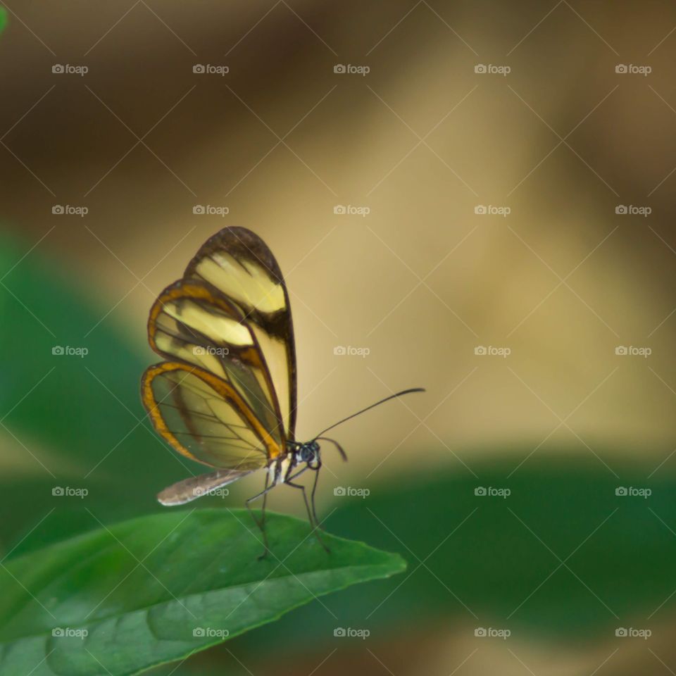 butterfly