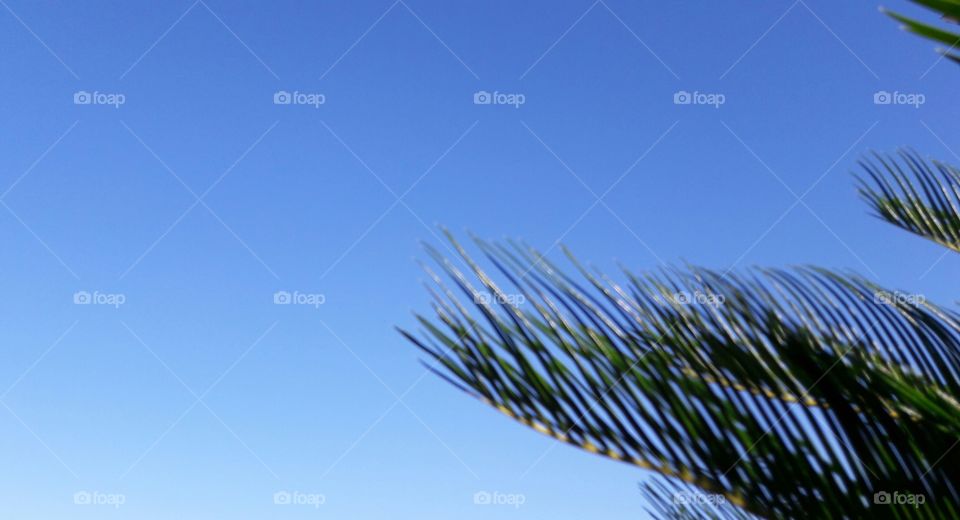 Sky, Nature, No Person, Outdoors, Tree