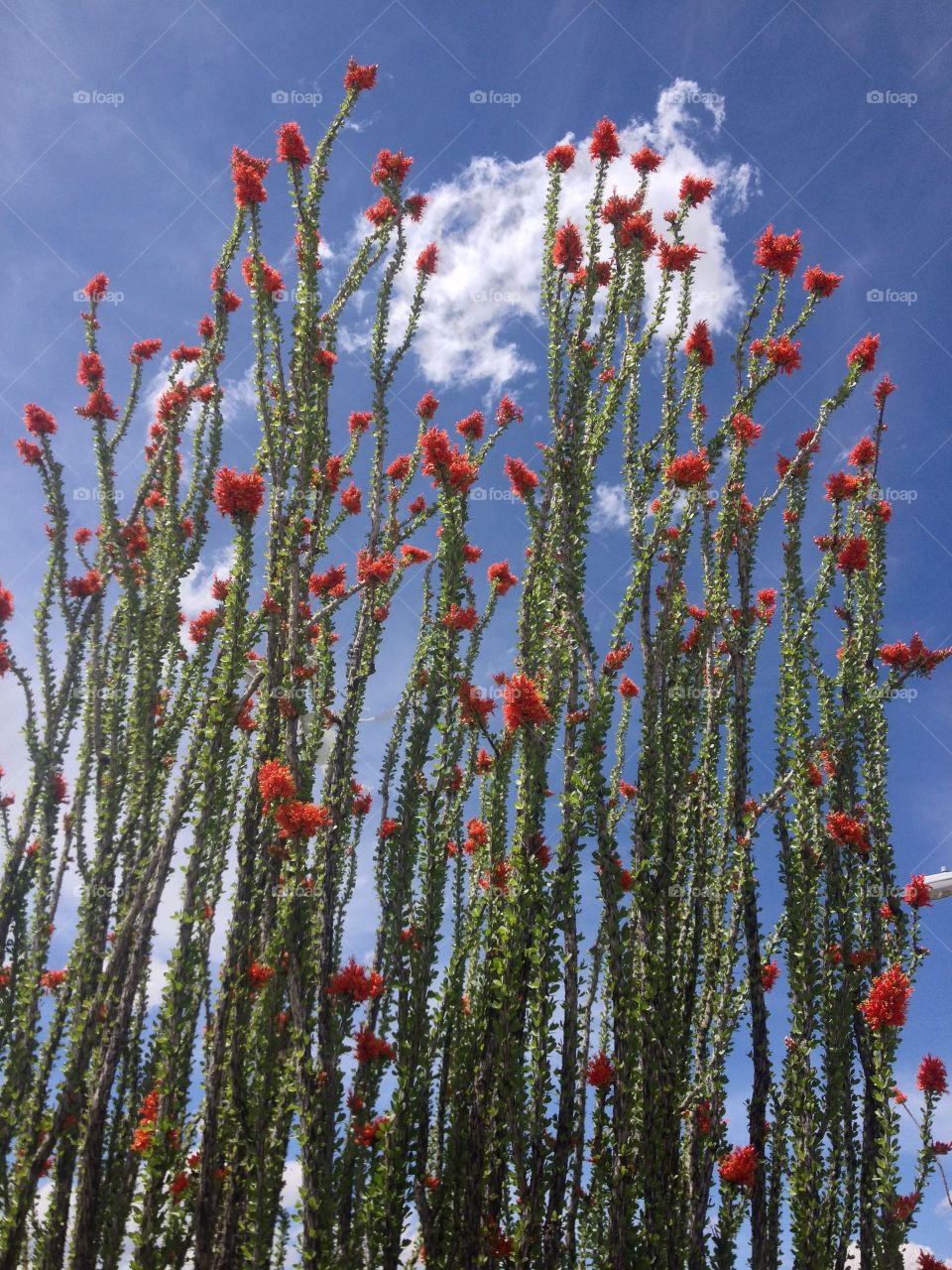 Ocotillo . Blooming Ocotillo 