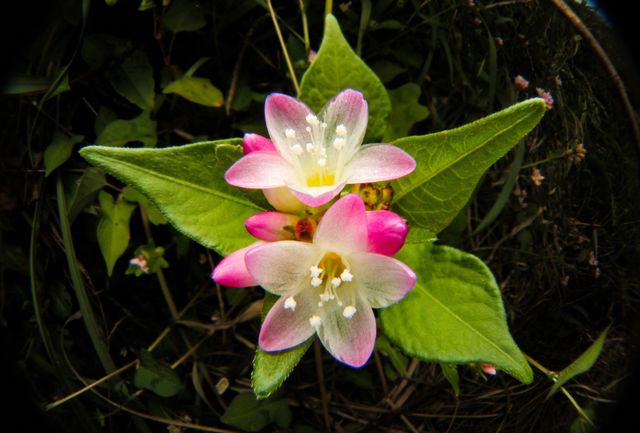 Flowers