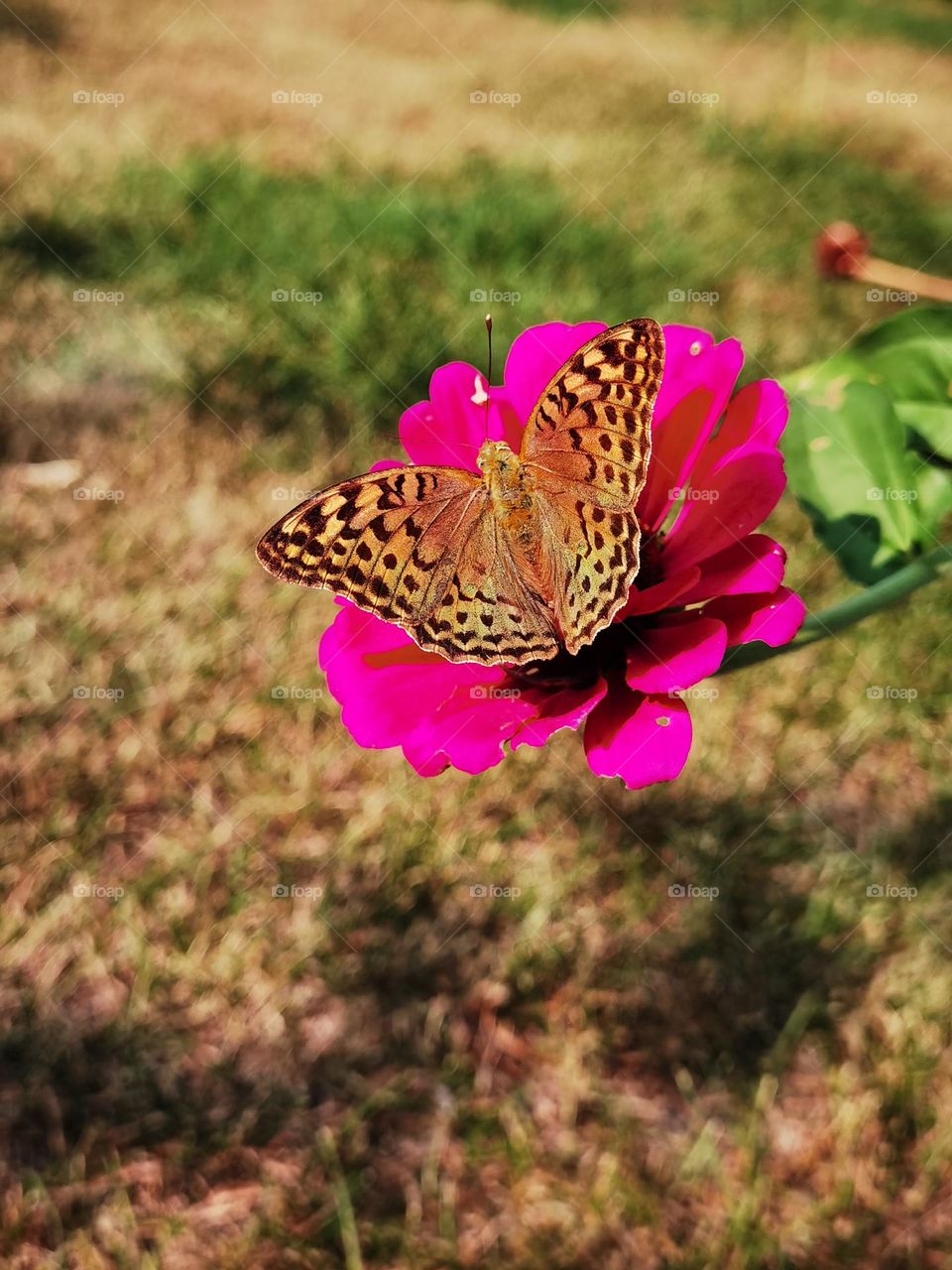 Amazing Butterfly kisses a flower