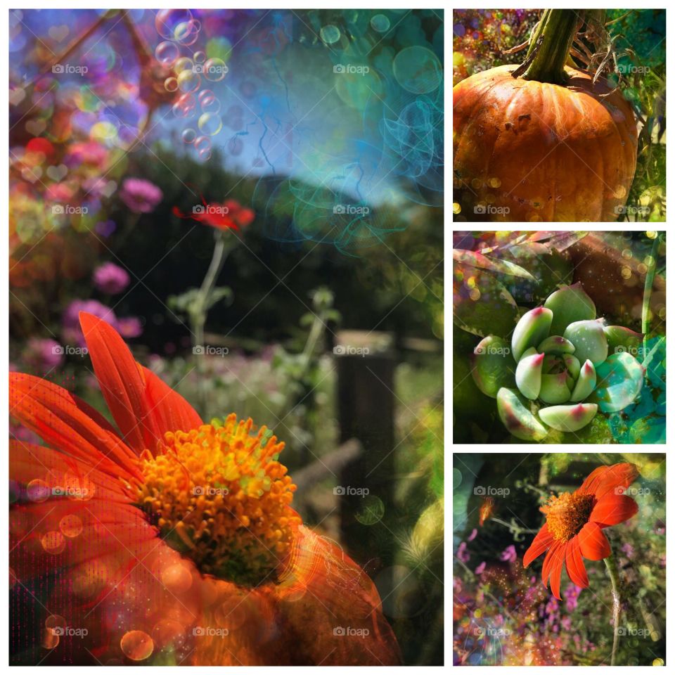 Farmers Market Collage