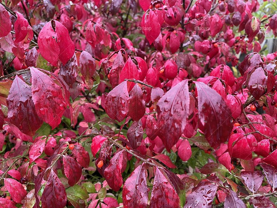 The crimson leaves from a Burning Bush glisten under raindrops of an autumn rain.