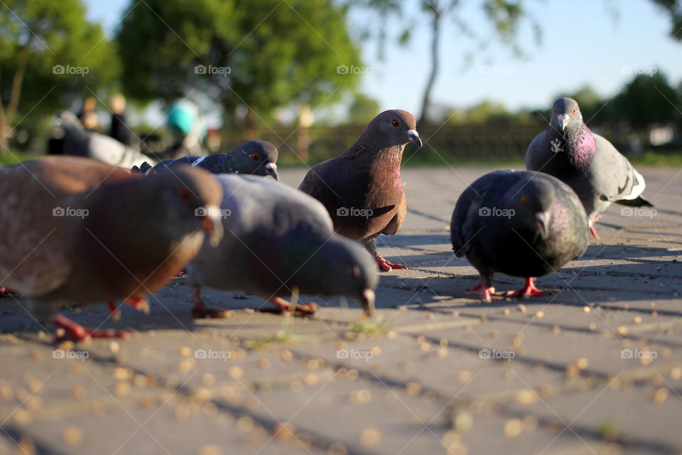 Pigeon, bird, "living being", fauna, nature, park, eat, grains, take off, landscape