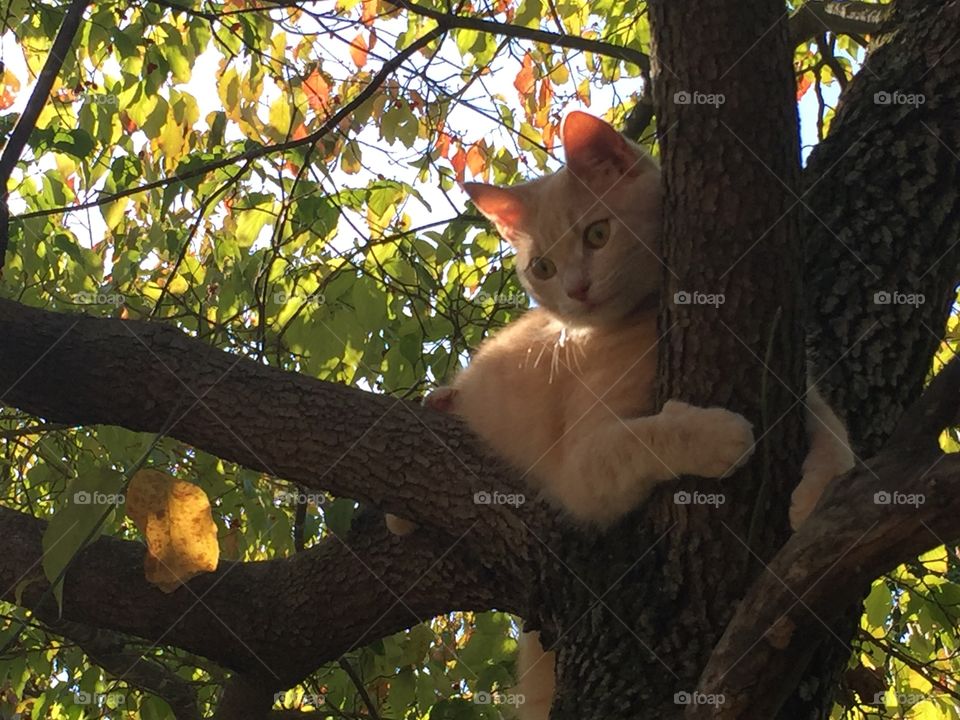 Cat stuck in tree