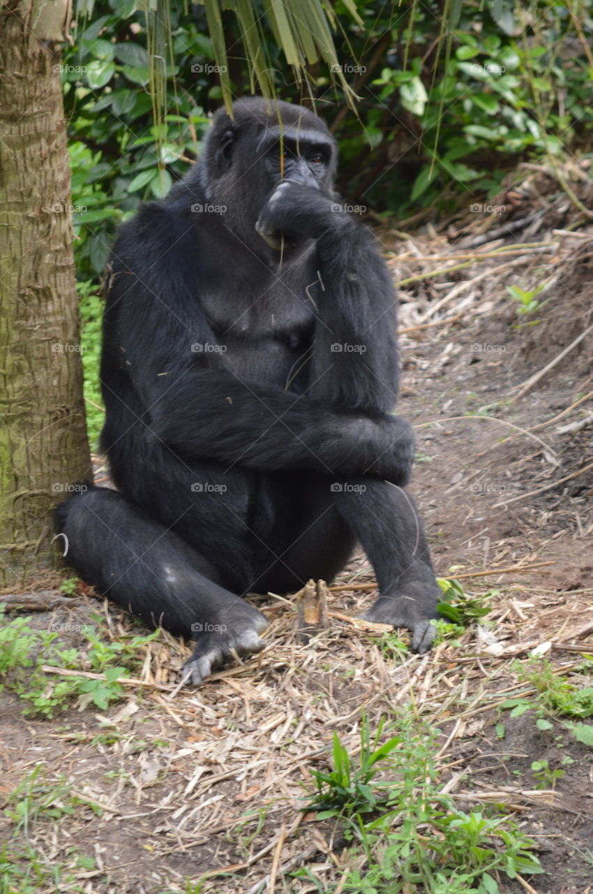 gorilla