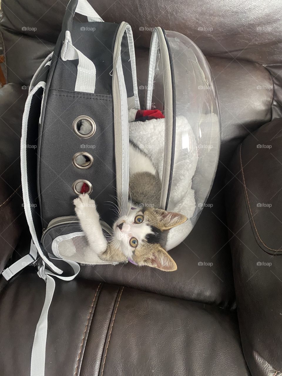 Traveling kitten