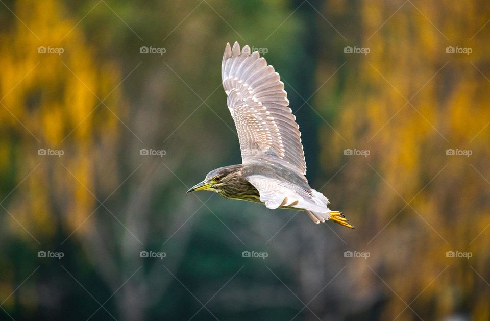 The bird in flight