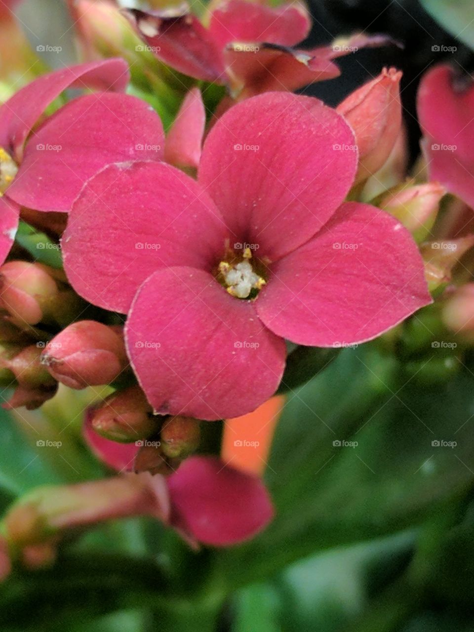 fuschia close up