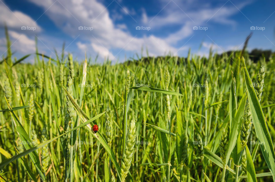 Ladybug on green wheat