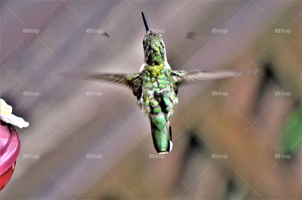 Hummingbird back in flight