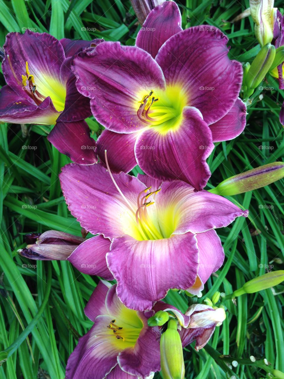 Purple daylilies
