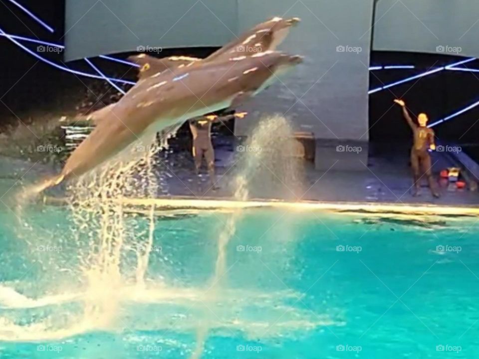 Dolffins in Dolfinerium Netherlands