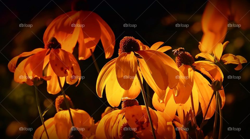 beautiful flowers in bloom