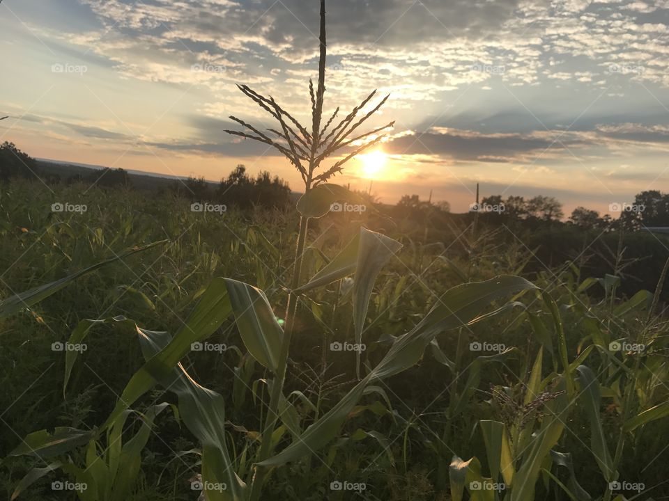 Sunset in a field