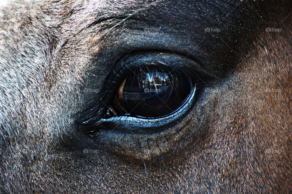 the horse's eye