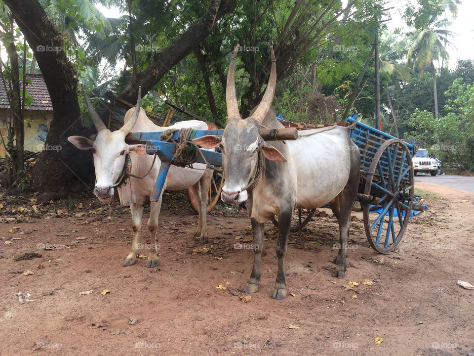 Cow wagon. In some areas of India there are no horses, but cows. 