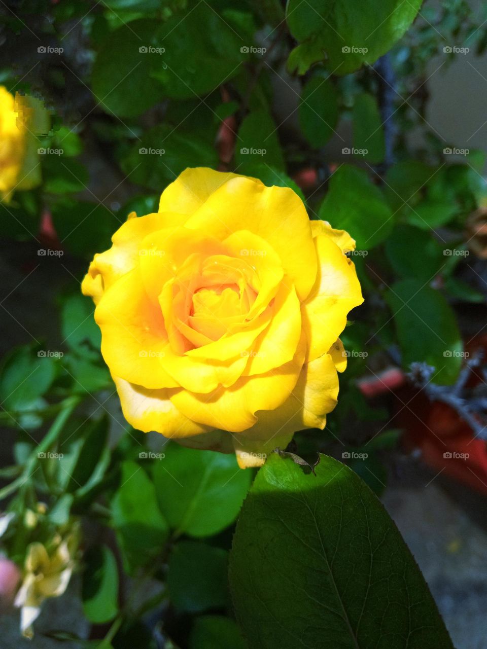 beautiful yellow 🟡 rose 🌹flower🌺🌻🌹🌷