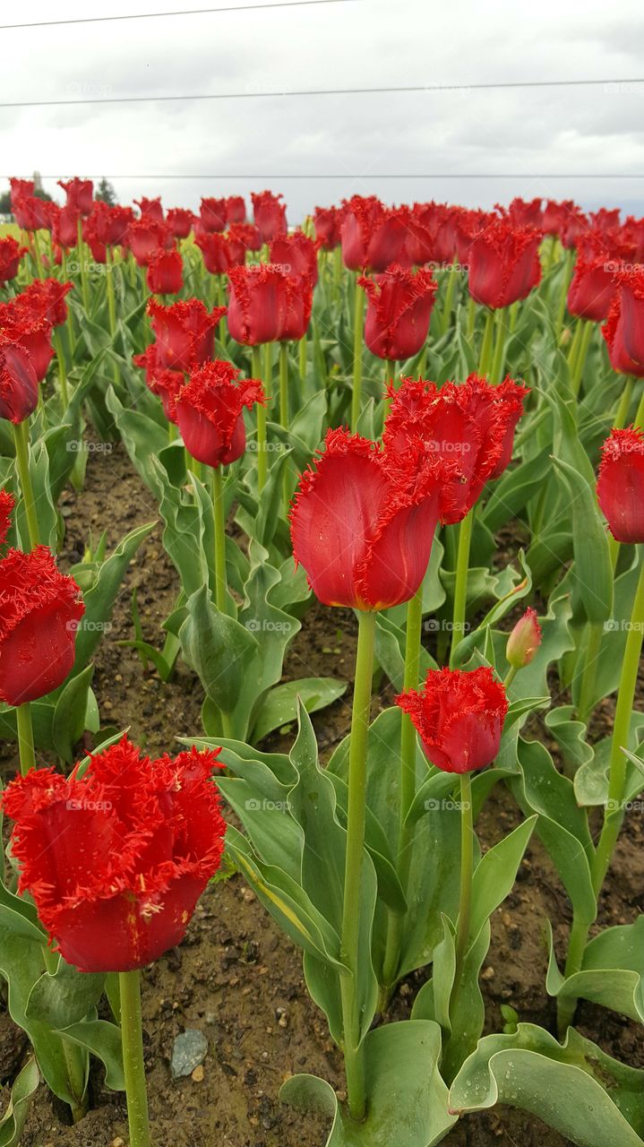 Tulip Time