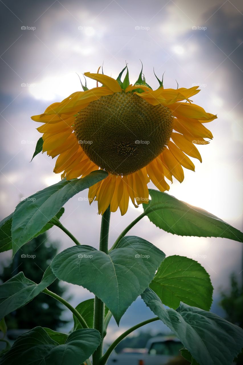 rainy day sun