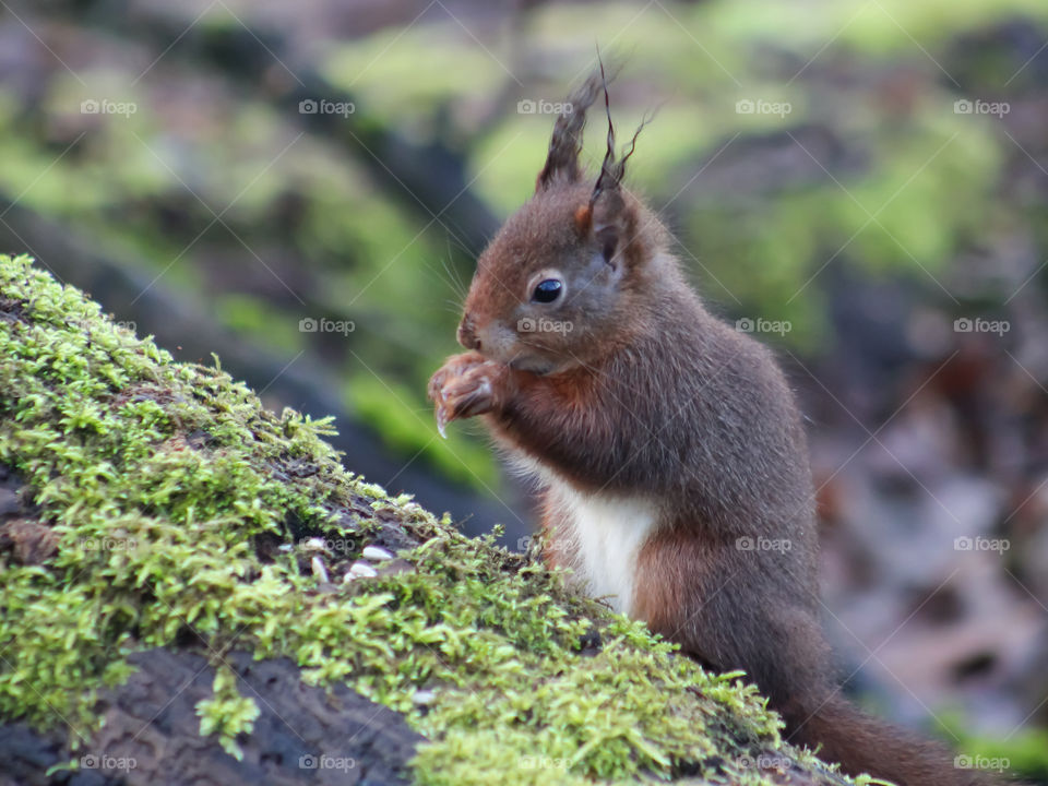 Squirrel portrait