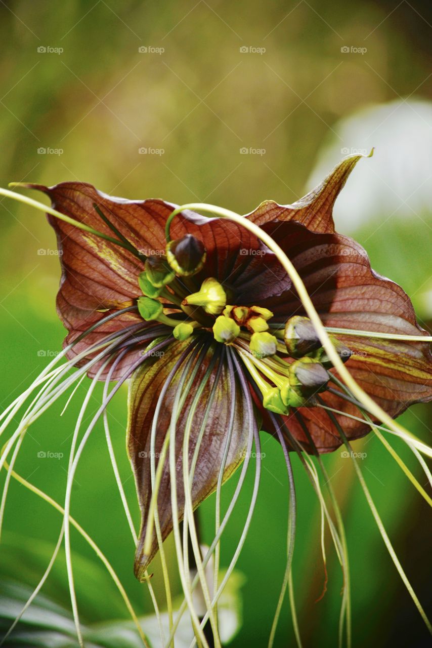 Close-up of a flower