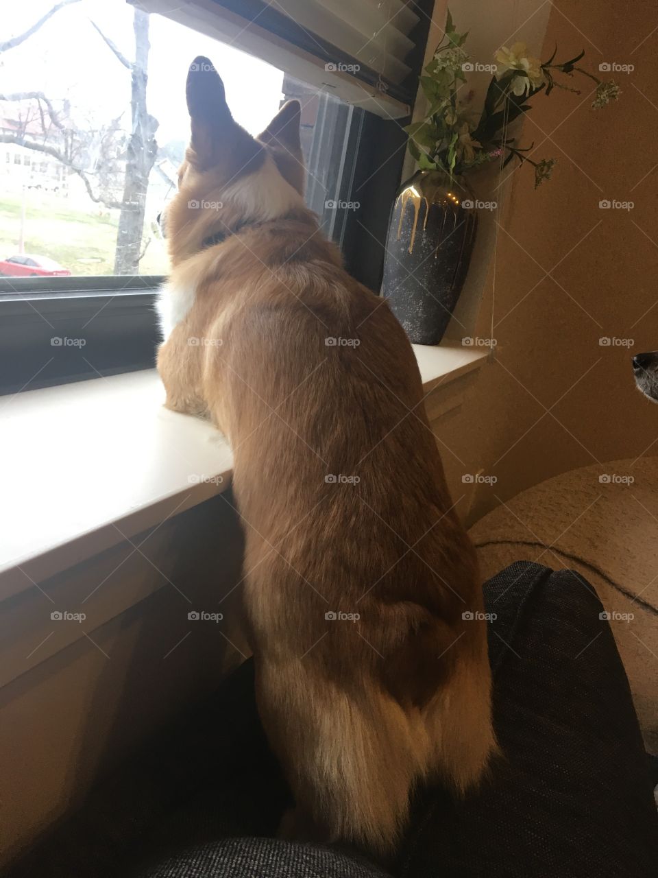 Corgi looking out window cute funny tree ledge cute