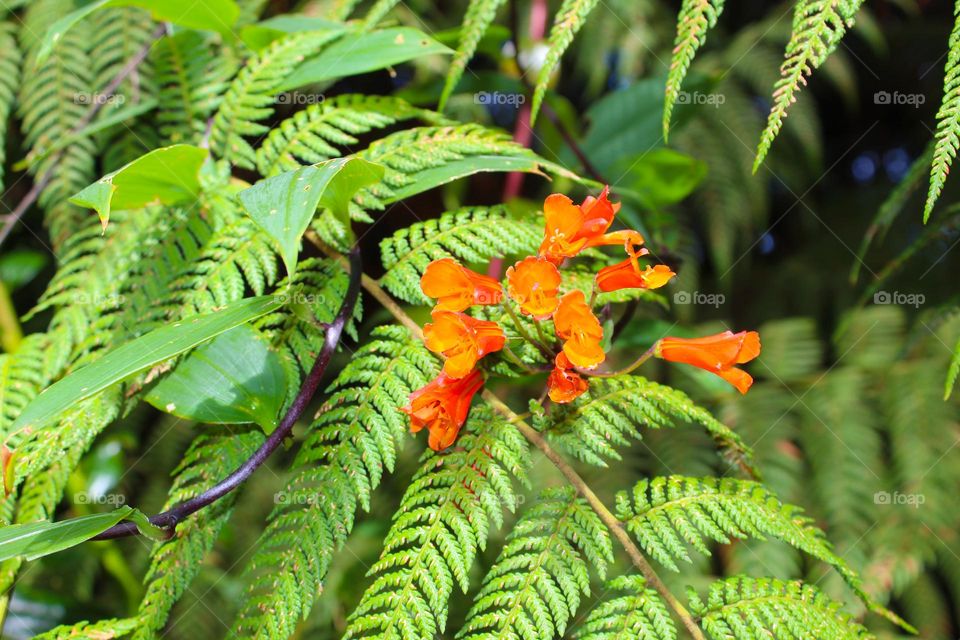 Bomarea is a bright orange yellow golden flower. Creeper wraps around other plants.  widespread in Central America