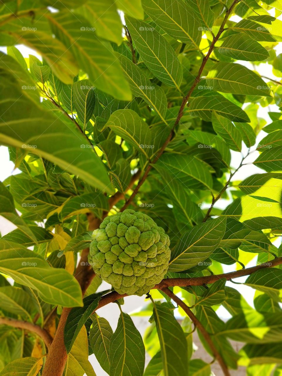 A small wellbranched tree that produces edible fruits called sugar apples because they are so delicious, but actually the name of this delicious fruit is pine cone... Try it!