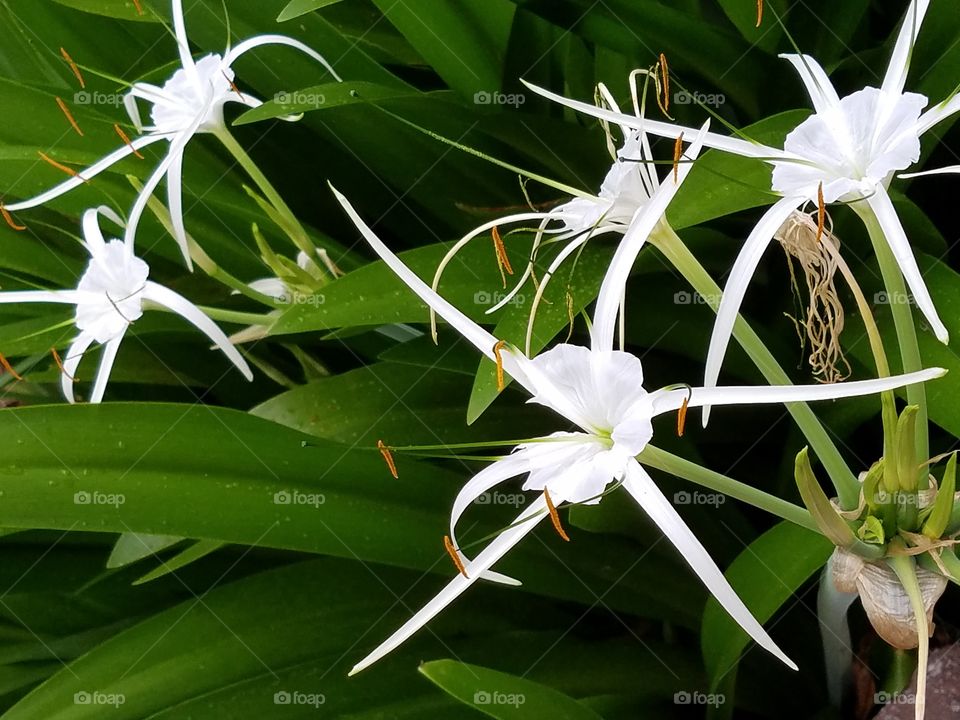 Spider Lily on a field of gree.