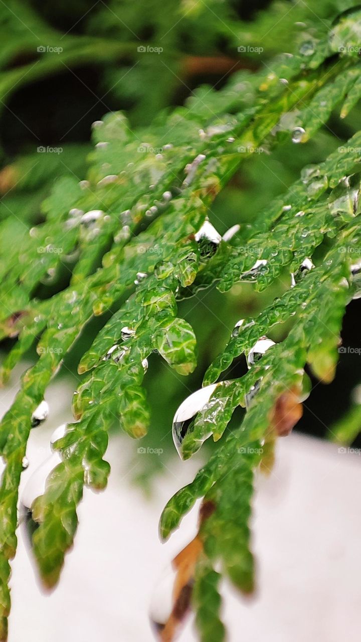 Šakelės su lašais