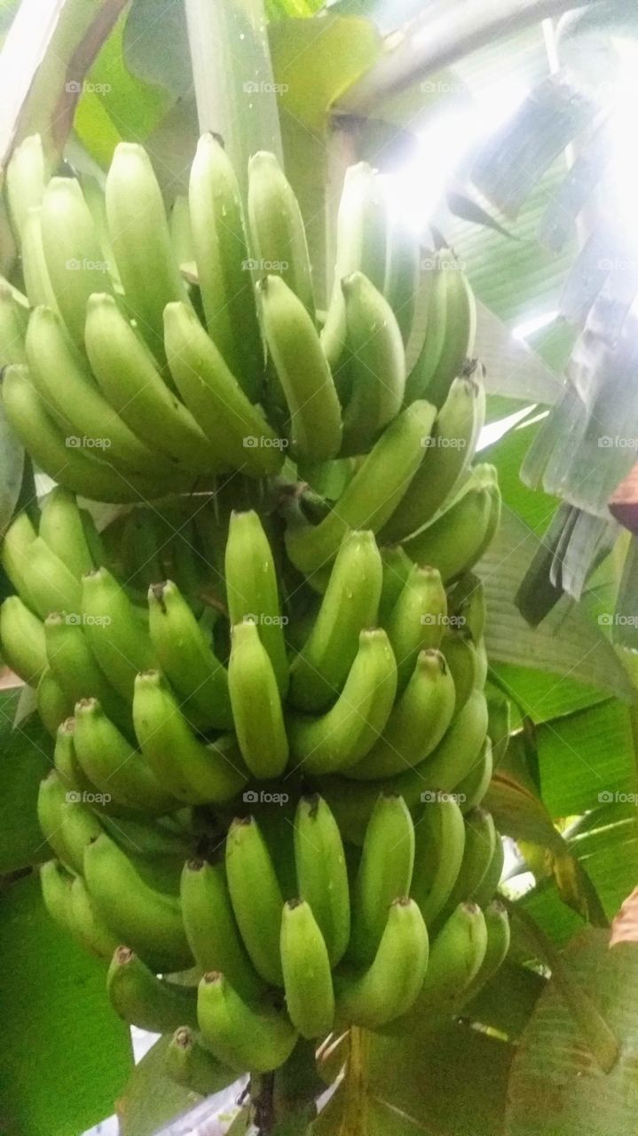 Green bananas, this tropical delight is in the garden of a friend's house.  
Tropic stuff 😊🍌