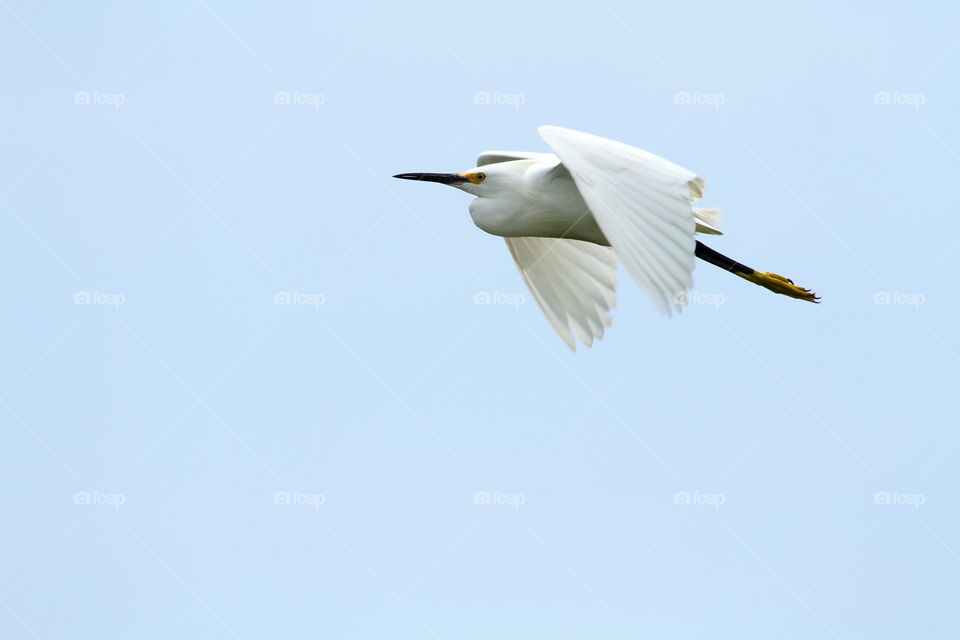 Snowy Egret